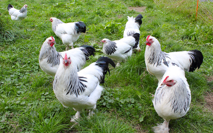 producteurs ab viande bio haute loire auvergne c r d. producteurs ab viande bio haute loire auvergne c r d.