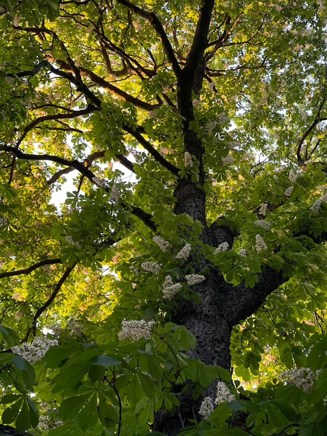 Se recentrer avec les fleurs de Bach