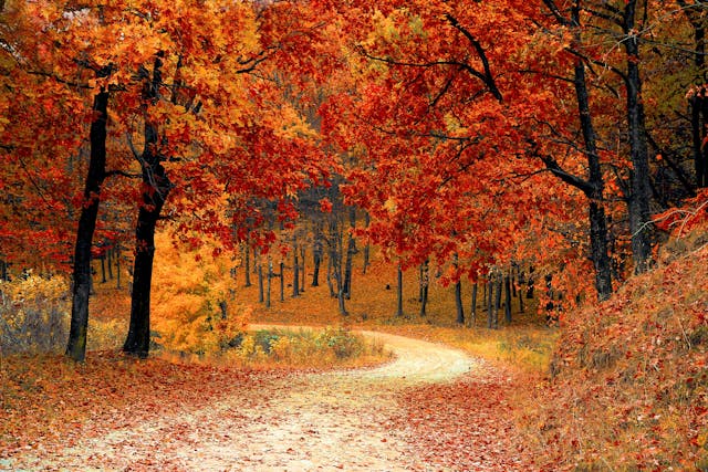 Sylvothérapie : Ces arbres qui nous veulent du bien