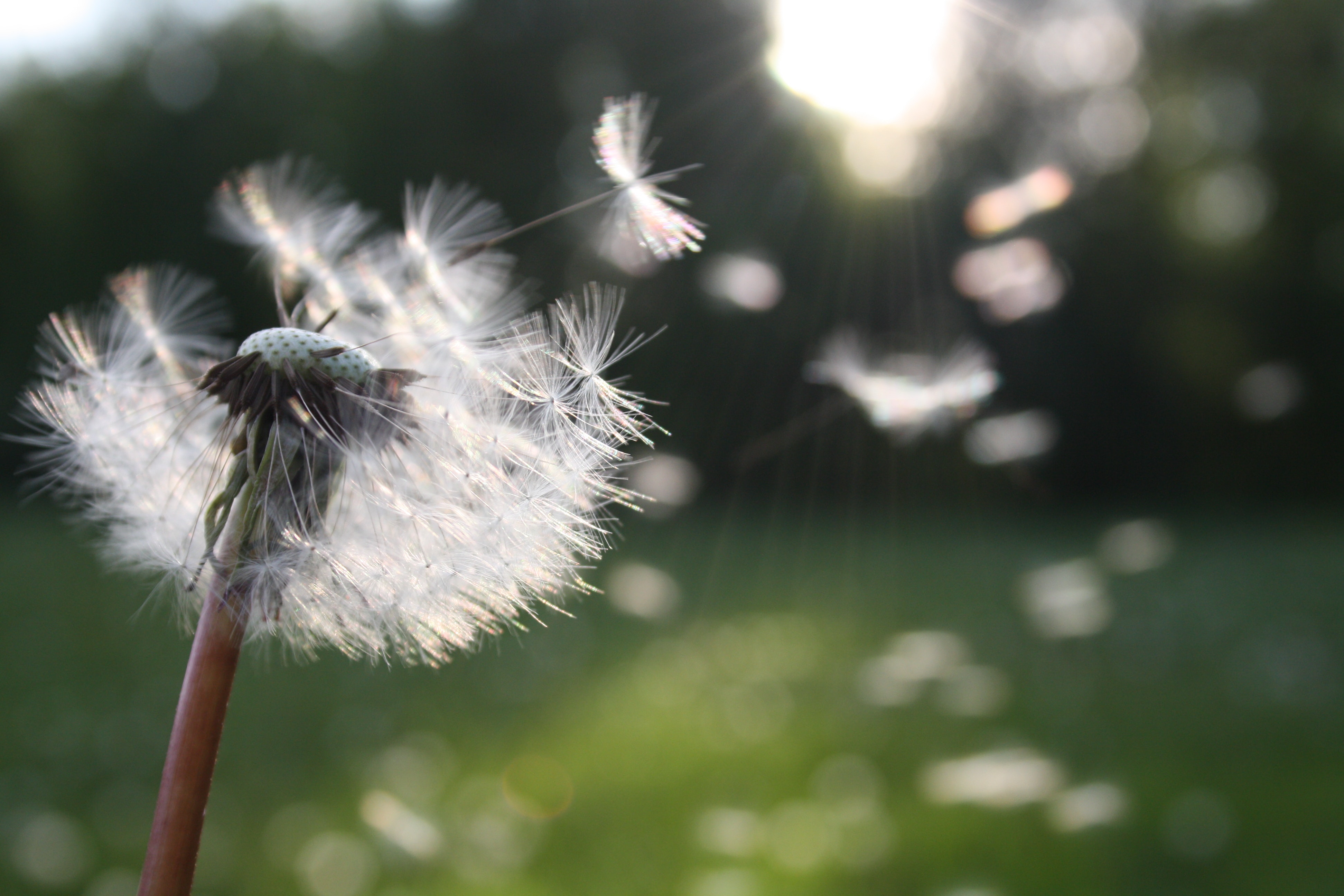 Allergie au pollen : symptômes, traitements et calendrier épidémique
