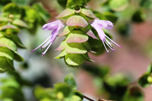 Le dictame de Crète : une plante idéale pour les maux à tous les âges