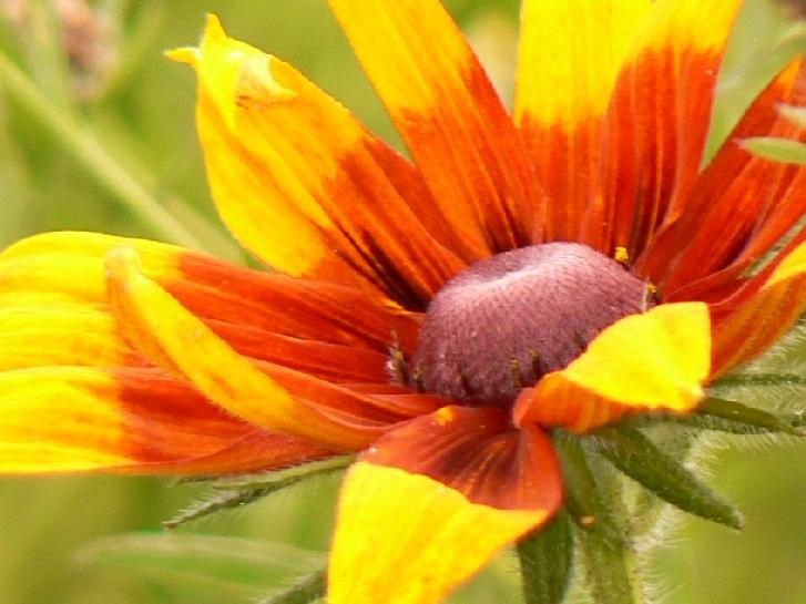 L'Hypnose Ericksonienne pour vivre une sexualité épanouie