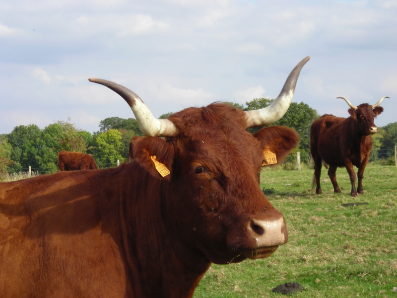 Viande de boeuf bio