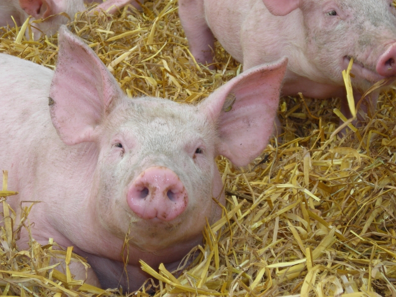 Viande de Porc bio