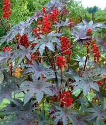 Tourteaux de ricin 