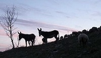 7 Jours de Vinyasa Yoga et de Rando avec les ânes!