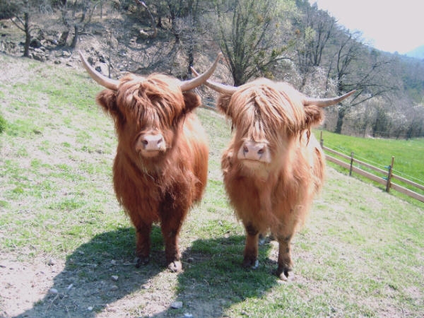 Colis de Viande Boeuf Highland Cattle certifié AB 