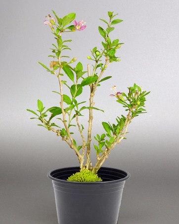 Plante de Goji en pot 