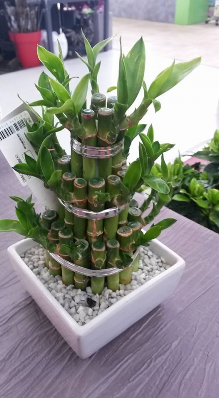 Animation "Les plantes d'intérieur en Feng Shui" sur RENNES BETTON
